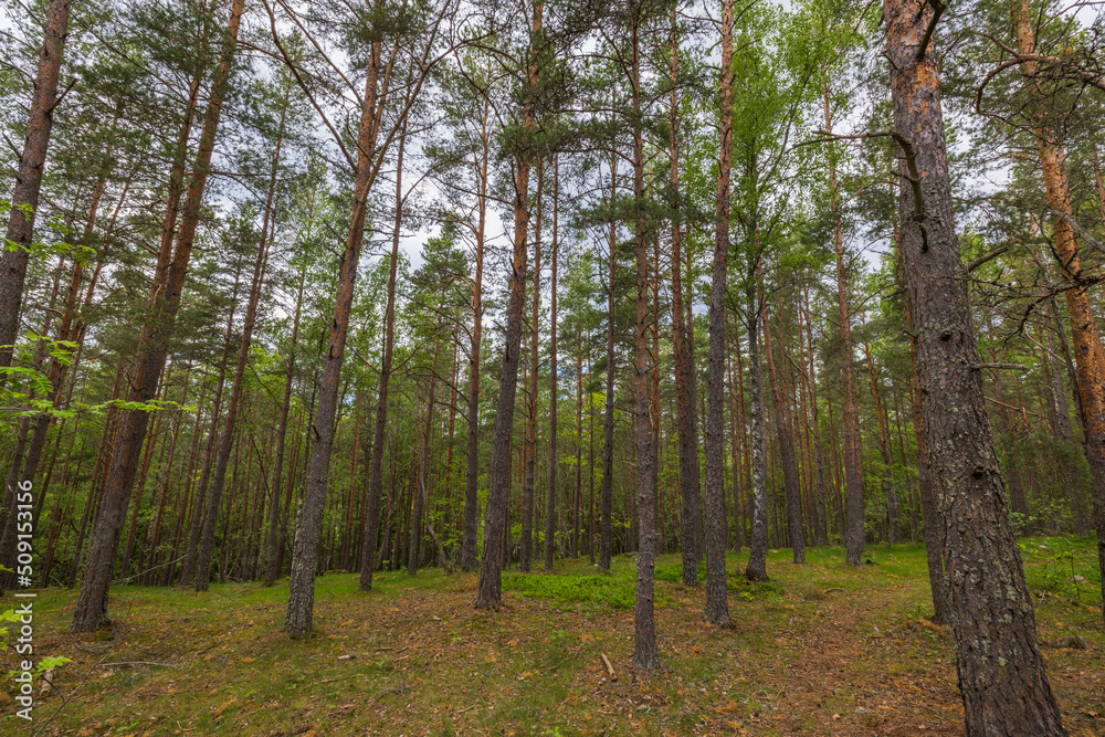 Beautiful landscape forest view of through pine trees. Sweden. Beautiful landscape forest view of through pine trees. Sweden.