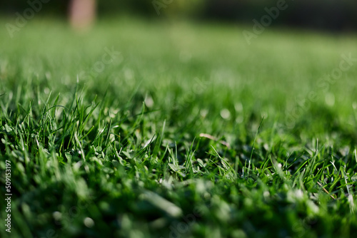 View of young green grass in the park, taken close-up with a beautiful blurring of the background