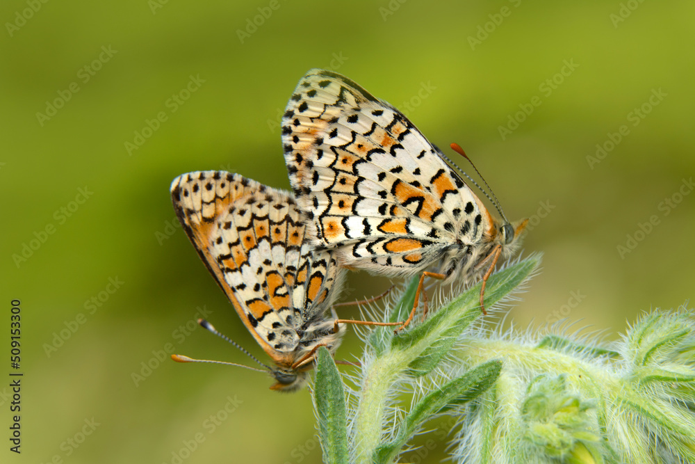 Obraz premium Macro shots, Beautiful nature scene. Closeup beautiful butterfly sitting on the flower in a summer garden.