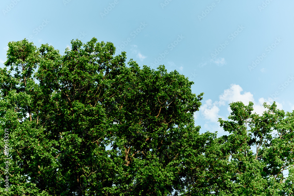 Spring green leaves on a tree against a blue sky,