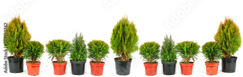 Cypress and thuja in flowerpot pot isolated on white . Place for your text. Panoramic collage. photo