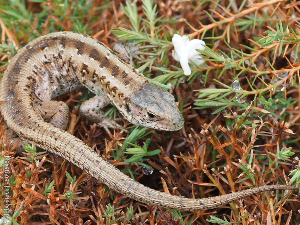 Naklejka premium lizard on a rock