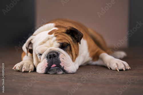 sleeping The Bulldog (the English Bulldog or British Bulldog)