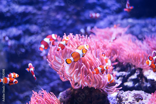 Sea anemone and clown fish in marine aquarium. On black background