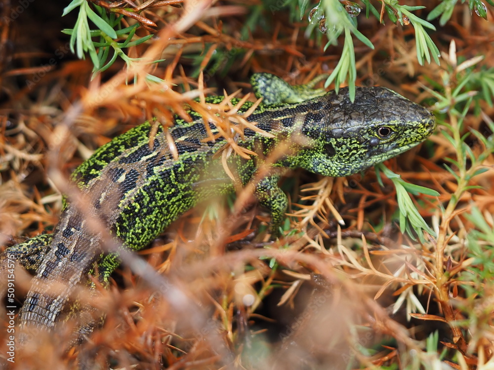 lizard on a tree lizard on a tree