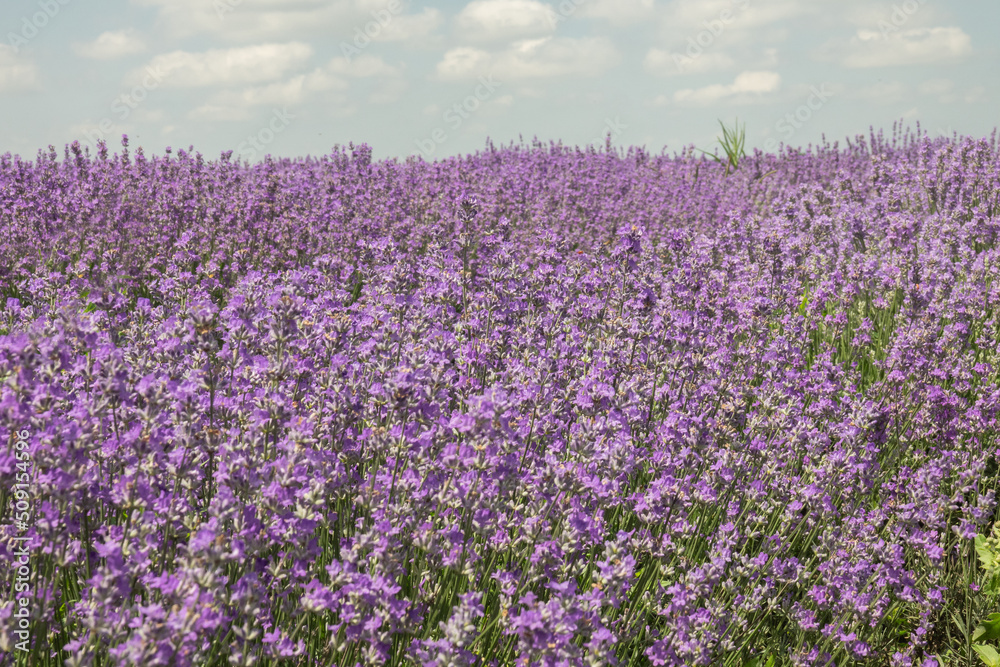 Closeup lavender bushes. Flowers of lavandula.