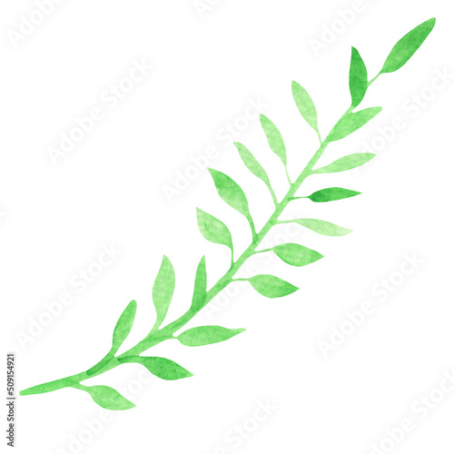 Plant elements. tropical collection. illustration isolated on white background leaves. Green element.