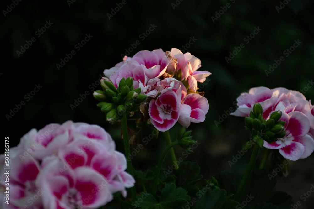 Fototapeta premium pink flowers