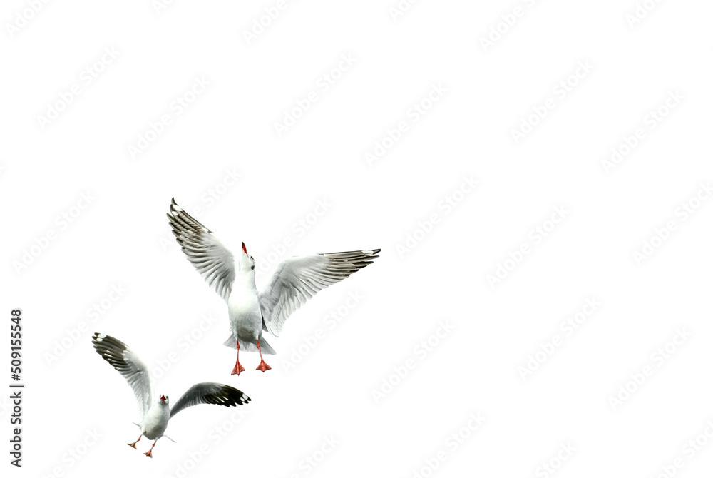 Obraz premium seagull in flight