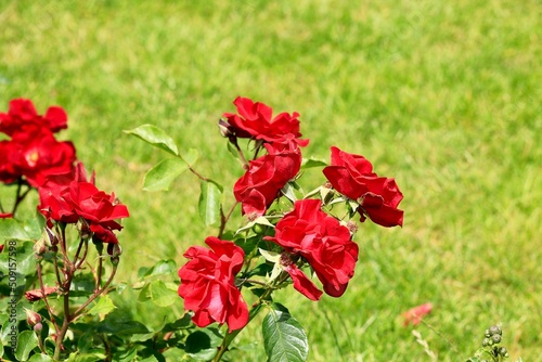 red  flowers