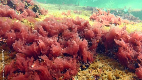 Red algae (Phyllophora crispa) which is used in food production to obtain agaroid. photo