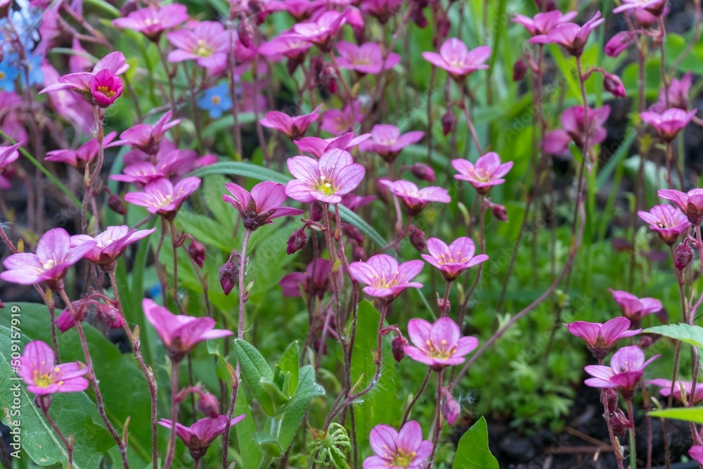 Bright flowers of saxifrage soddy among the grass as a natural background. Bright flowers of saxifrage soddy among the grass as a natural background.