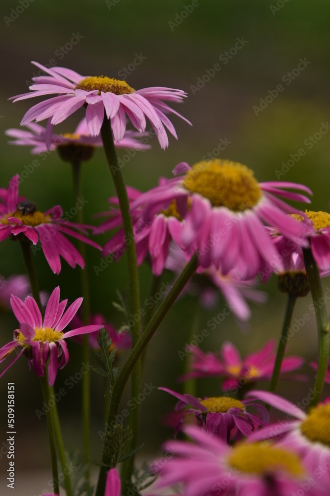 Fototapeta premium pink and purple flowers