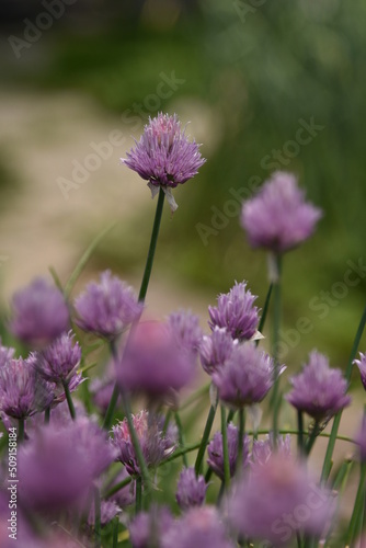 flowers in the garden