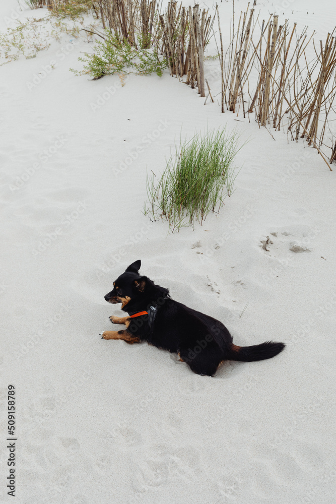 A small black dog on a red leash having fun on a white fine sand beach. A small black dog on a red leash having fun on a white fine sand beach.