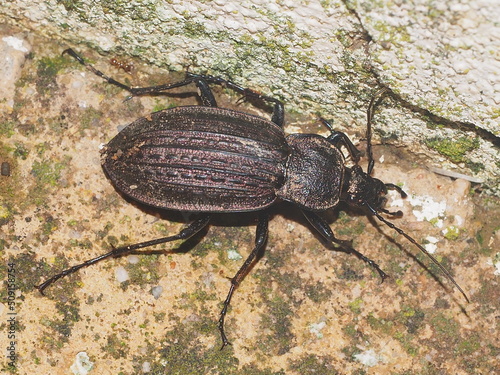 Beetle (Carabus rugosus subsp. celtibericus) photo