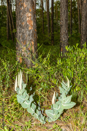 Pinewoods Milkweed - Asclepias humistrata photo