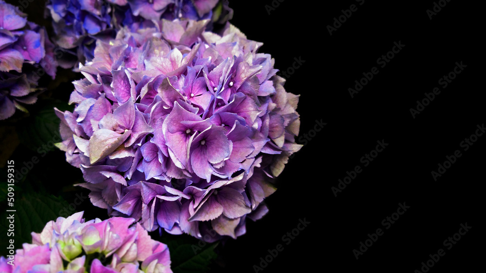 Hydrangea flower, lilac violet, on a black background. Illustration