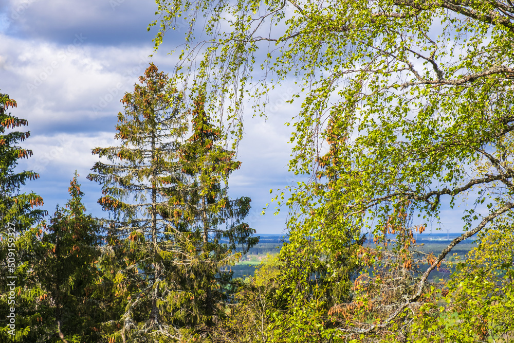 Obraz premium Landscape view from a forest viewpoint