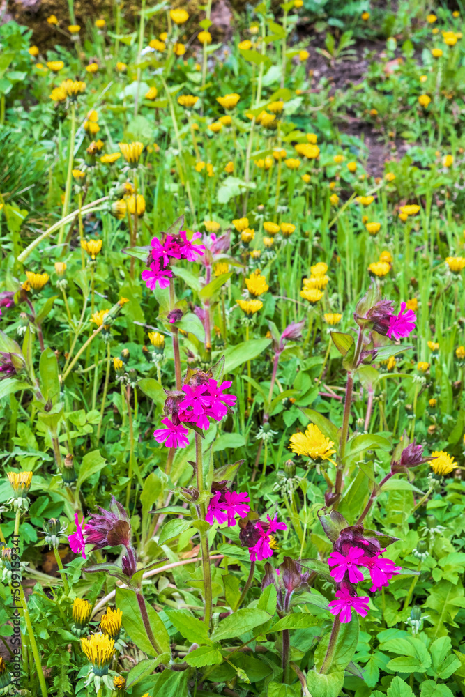 Blooming Meadow with Red campion flowers