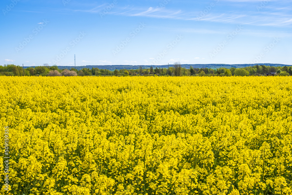 Field with flowering rapeseed in a beautiful summer landscape Field with flowering rapeseed in a beautiful summer landscape