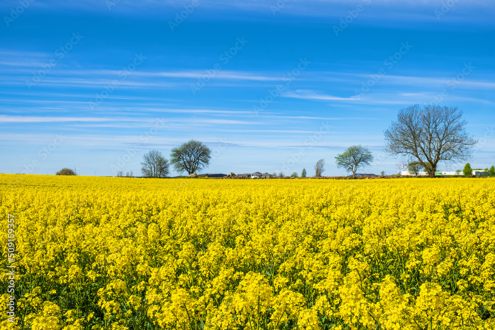 Blooming rapeseed field in the countryside