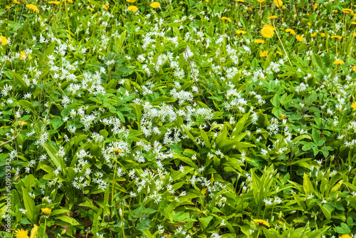 Fototapeta Naklejka Na Ścianę i Meble -  Blooming wild garlic in the early summer