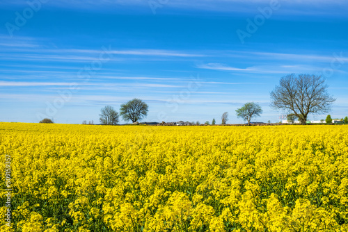 Blooming rapeseed field in the countryside