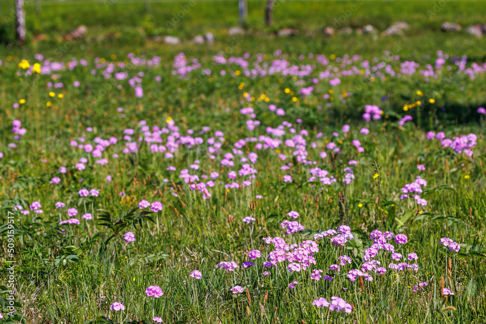 Birds eye primrose flowers on a meadow