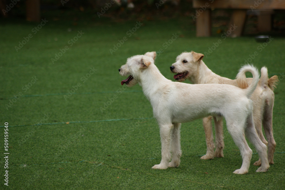 Fototapeta premium White puppies running and playing on the green grass