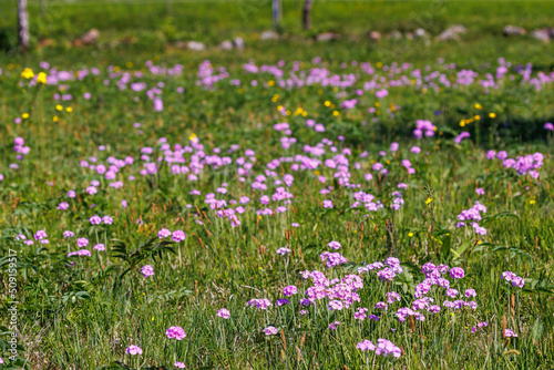 Birds eye primrose flowers on a meadow