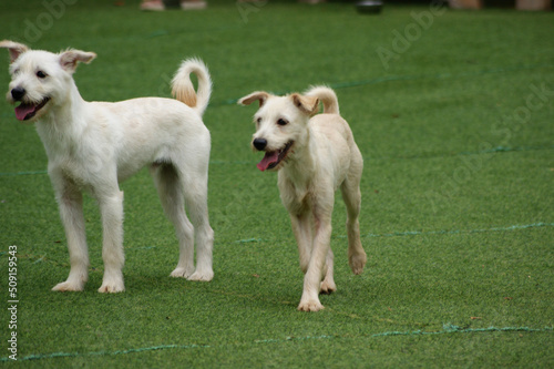 White puppies running and playing on the green grass
