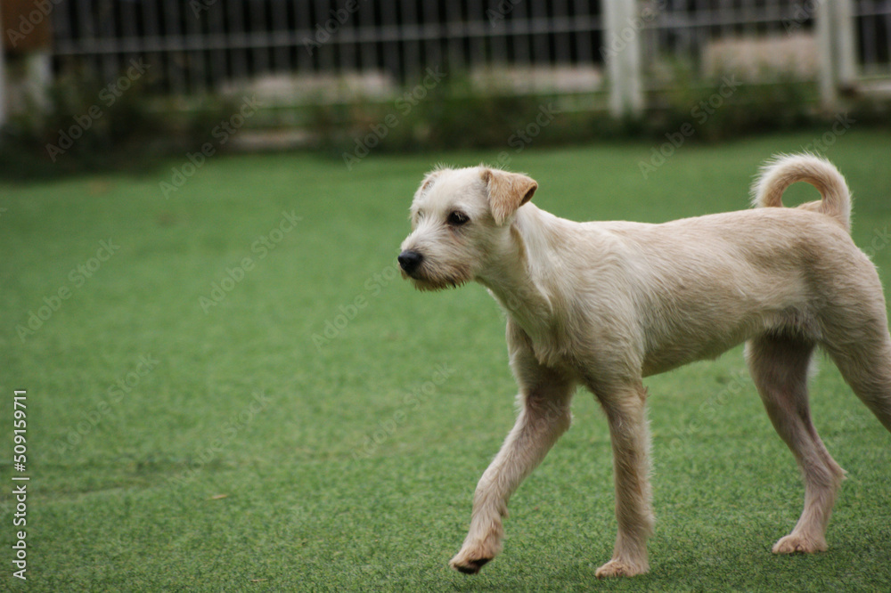 Fototapeta premium a white puppy on the green grass