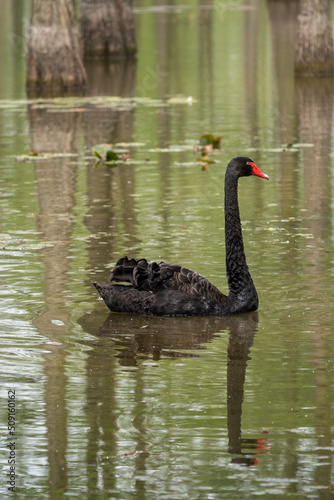 Close-up of a majestic black swan swimming in a beautiful pond © Kristian