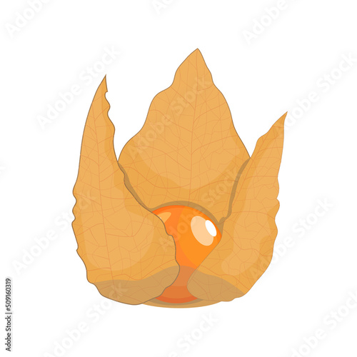 Dry physalis berry  flat style vector illustration isolated on white background