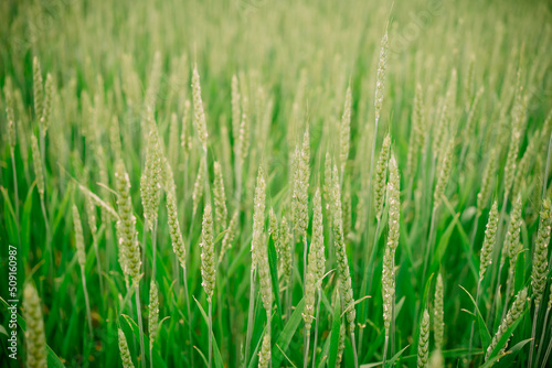 background picture of ukrainian wheat in the field.