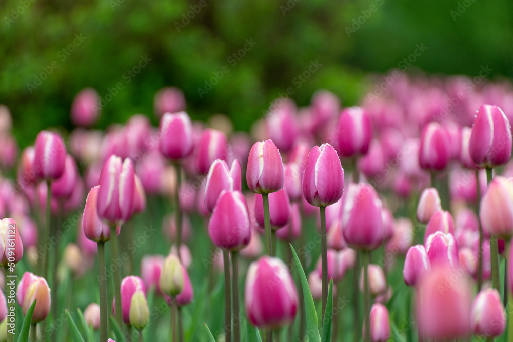 Obraz premium Beautiful pink tulips in a large city flower bed