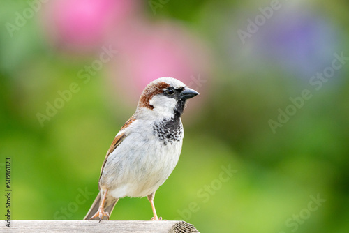 sparrow on bird table © Wave Digital Arts