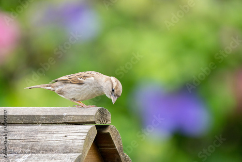 sparrow on bird table