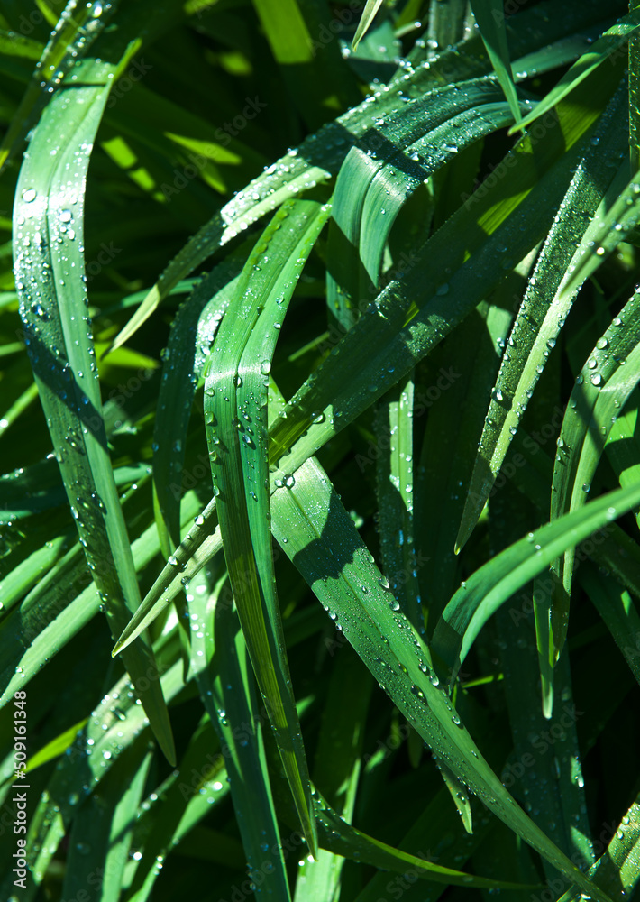 Fototapeta premium drops of water on the leaves of exotic leaves. green background of nature. selective focus. the concept of freshness. painting in interior design. banner