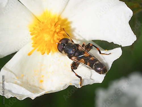 Thick-legged Hover Fly (Syritta pipiens) photo