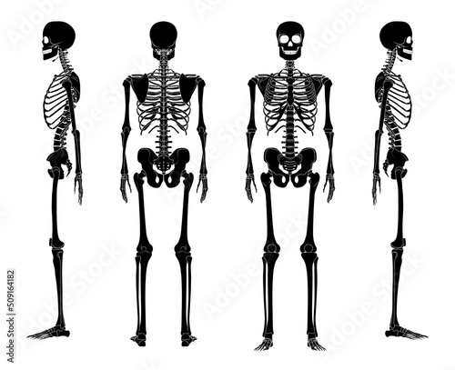 Set of Skeleton silhouette Human bones hands, legs, chests, heads, vertebra, pelvis, Thighs front back side view. Flat black color concept Vector illustration of anatomy isolated on white background