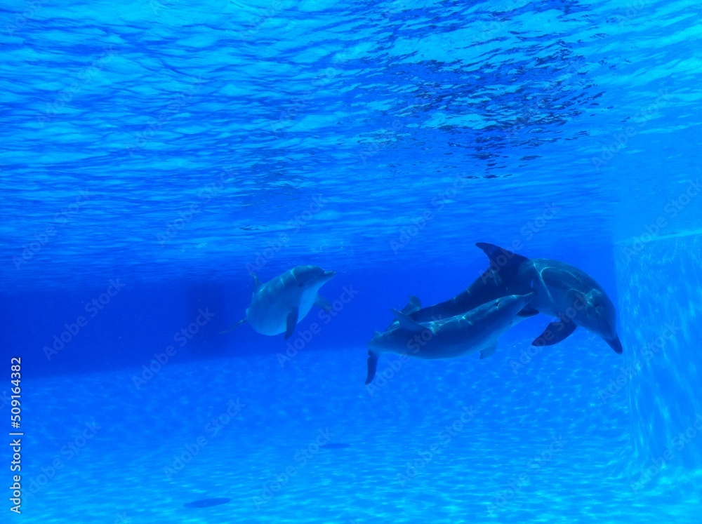 Fototapeta premium Dauphin