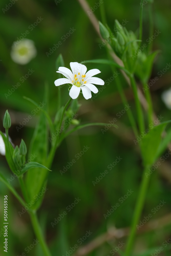 The greater stitchwort flower in nature tiny white flower with ten petals. The greater stitchwort flower in nature tiny white flower with ten petals.
