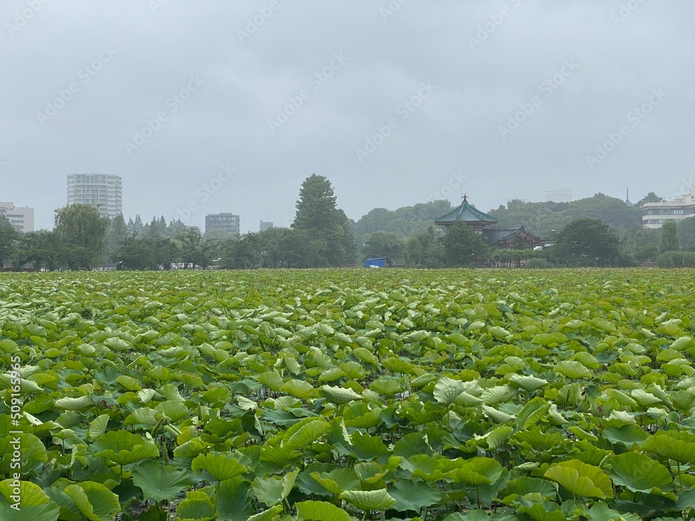 Fototapeta premium The full blossom water lily pond leaves on the rainy day, Ueno park Tokyo, “Shinobazu” pond year 2022 June 6th 