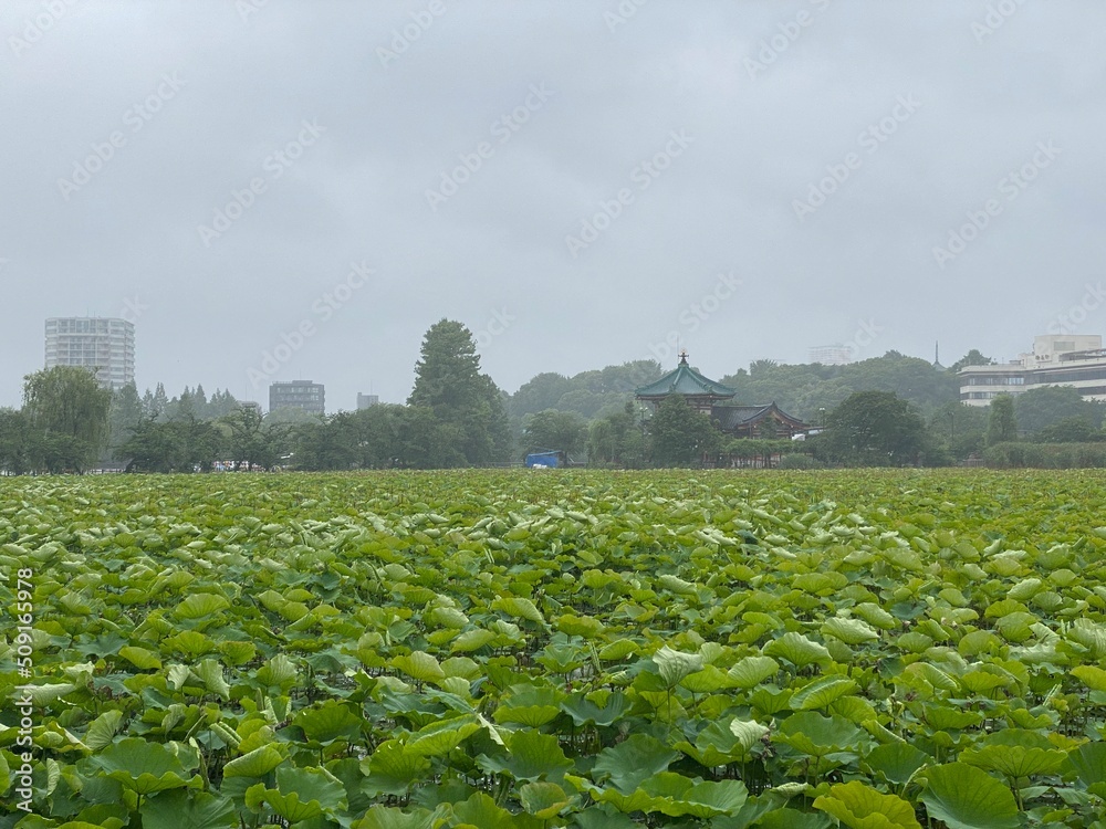 The full blossom water lily pond leaves on the rainy day, Ueno park Tokyo, “Shinobazu” pond year 2022 June 6th
