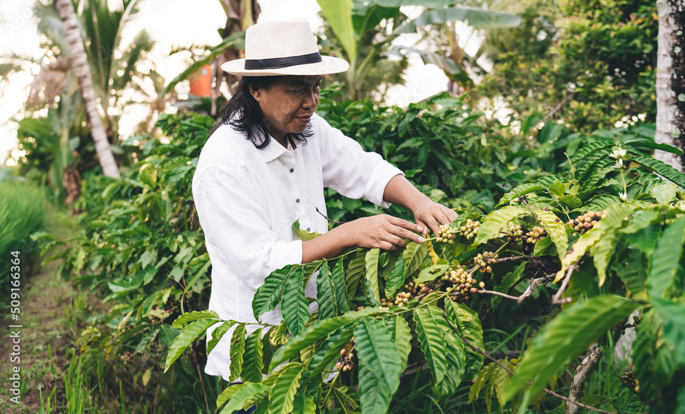 Adult Balinese entrepreneur in hat checking unripe coffee beans while visiting farmland at countryside, male businessman holding branch with organic caffeine harvest during season in Indonesia