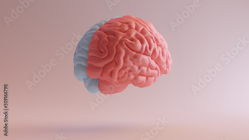 Human Brain Medical Anatomy Red Blue Feminine Masculine Hemispheres Mind Science Creative Intelligence Idea Rear Right View 3d illustration render