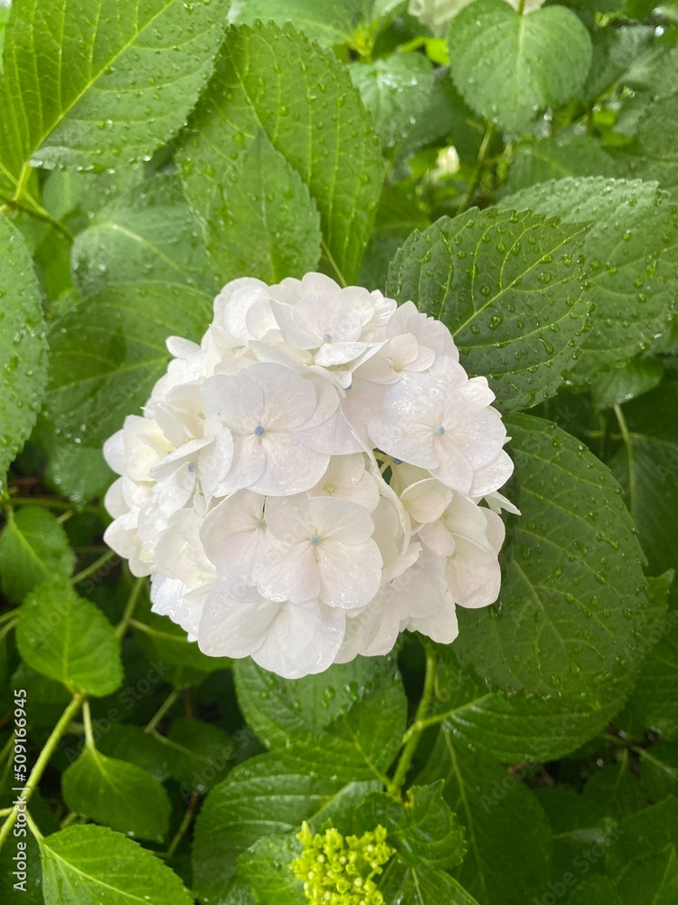 The hydrangeas season summer 2022, white petals with hint of purple, Ueno park Tokyo Japan June 6th The hydrangeas season summer 2022, white petals with hint of purple, Ueno park Tokyo Japan June 6th