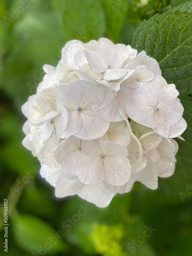 The hydrangeas season summer 2022  white petals with hint of purple  Ueno park Tokyo Japan June 6th